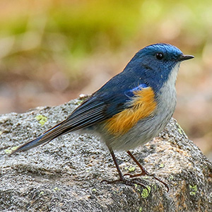 Himalayan Bluetail/Red-flanked Bush-Robin